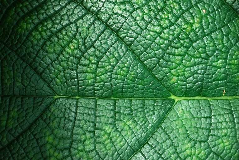 leaf2