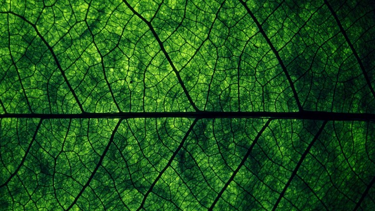 leaf3.jpg