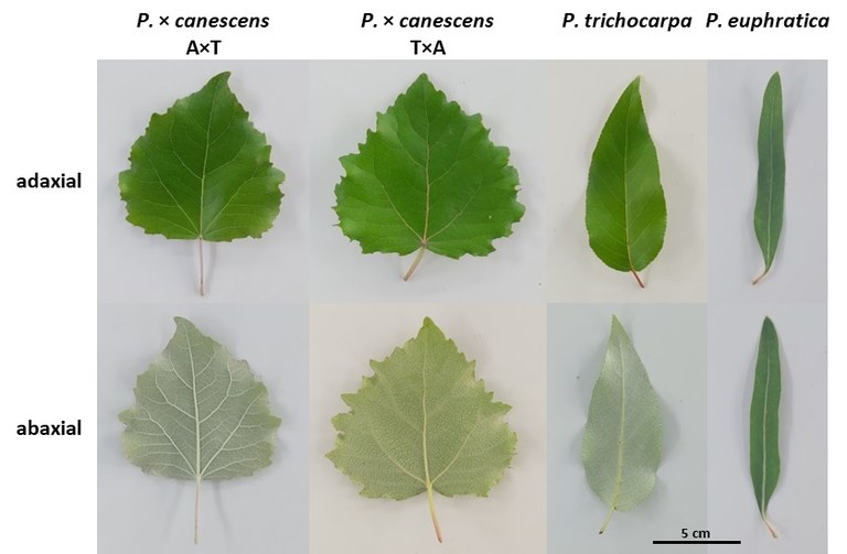 Fig2.jpg