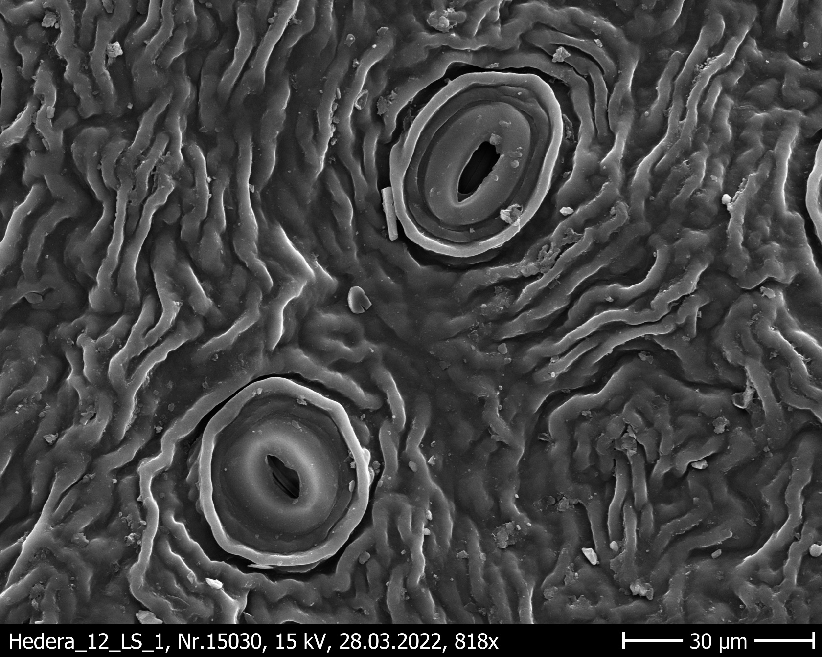 Hedera_helix_abaxial_outer_side_12_weeks_CHCl3.jpg