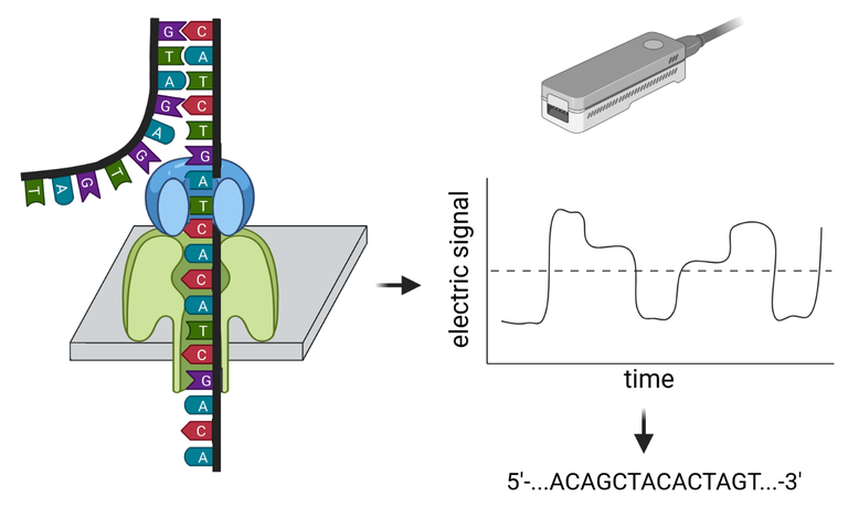 NanoporeSeqOverview.png