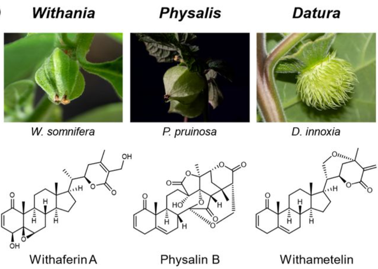 withanolides.png